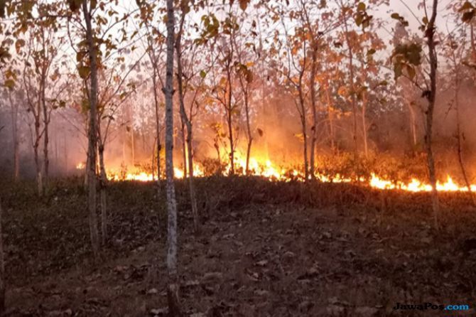 Kebakaran terjadi di kawasan hutan Desa Trucuk, Kecamatan Trucuk, Kabupaten Bojonegoro, Senin (16/7). - Image