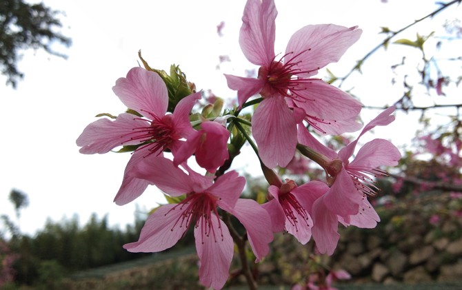 Bunga Sakura Kabupaten Chiyai, Taiwan. Di negara ini, musim semi datang lebih cepat sehingga Sakura bermekaran lebih dahulu dibanding Jepang - Image