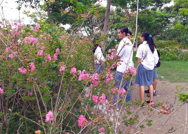 ILUSTRASI: Dinas Kebersihan dan Ruang Terbuka Hijau (DKRTH) Surabaya telah menanam sekitar 15 hingga 20 pohon Sakura. - Image