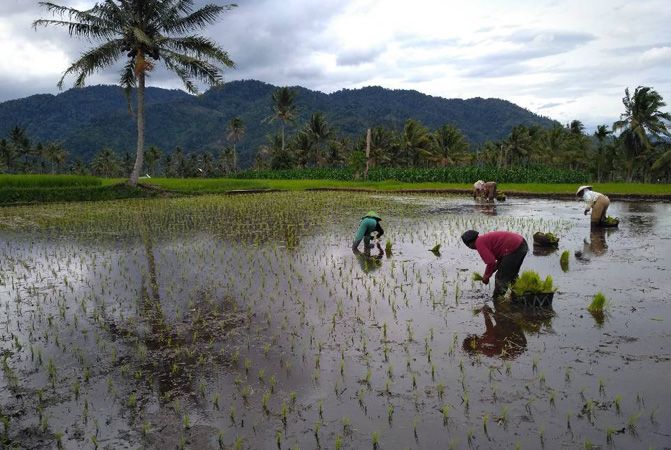 Petani Solok Selatan tengah bercocok tanam - Image
