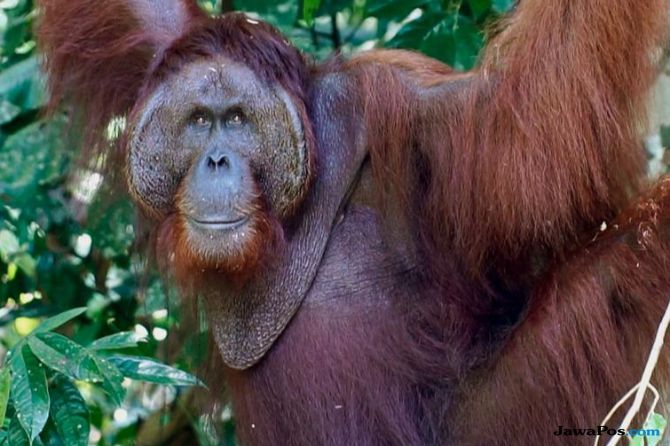 Populasi Orangutan di sekitar PLTA Batangtoru sangat rendah - Image