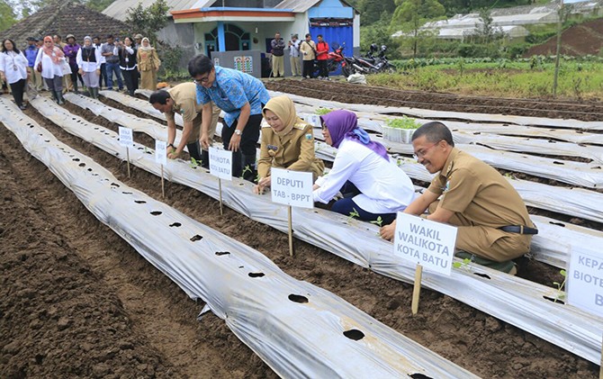 Produktifitas Kentang Ex Vitro Capai 35 Ton per Hektare