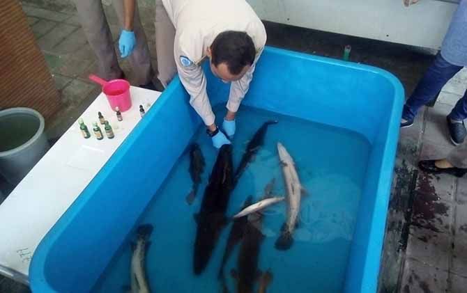 BERBAHAYA: Pemusnahan ikan predator di Kantor BKIPM Jogjakarta, Selasa (7/8). - Image