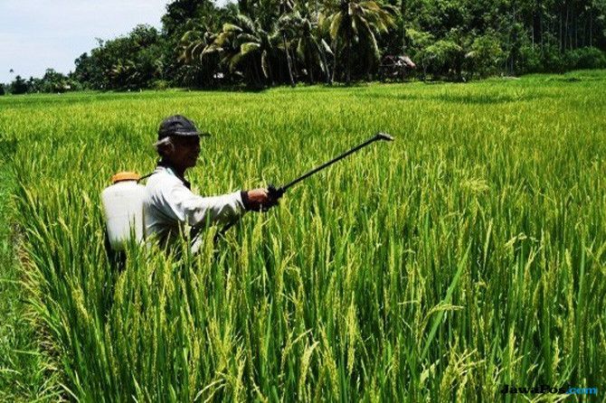 ILUSTRASI: Di hadapan para petani, Ganjar siap menindak para pedagang yang nekat memasukkan beras impor ke wilayah Jateng termasuk di wilayah Sragen. - Image