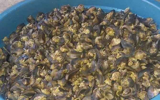 KULINER: Bekicot, salah satu makanan khas Gunungkidul yang menjadi langganan TKI. - Image
