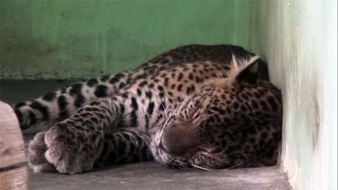 MACAN TUTUL: Macan tutul yang berhasil ditangkap beberapa waktu lalu masih menjalani karantina di TSTJ. - Image