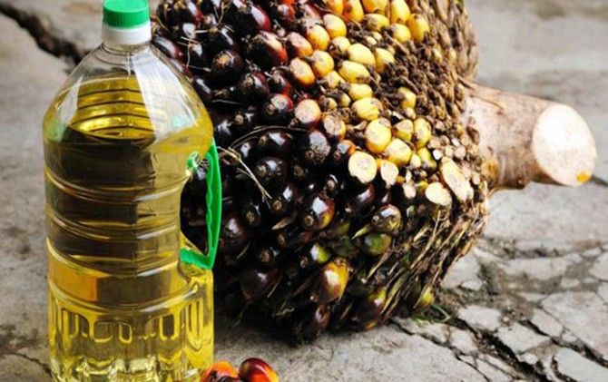 Ilustrasi buah kelapa sawit dan hasil olahanya, crue palm oil (CPO) - Image