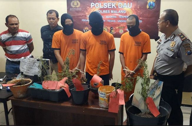 GANJA: Tiga mahasiswa PTN di Malang kedapatan tanam ganja di rumah kontrakan mereka. - Image
