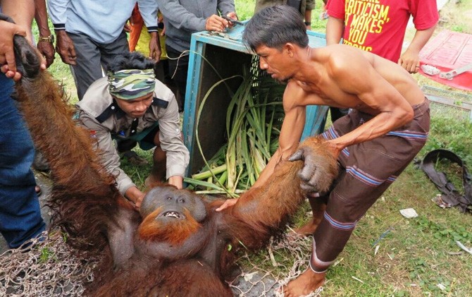 Warga dan petugas mengevakuasi seekor orang utan yang tersesat dari habitat sejak pertengahan Februari di Sukamara - Image