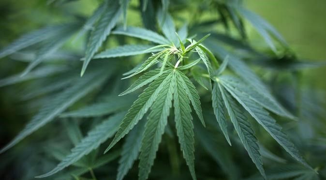 Pemerintah Thailand mengizinkan perdagangan mariyuana untuk keperluan medis dan penelitian - Image