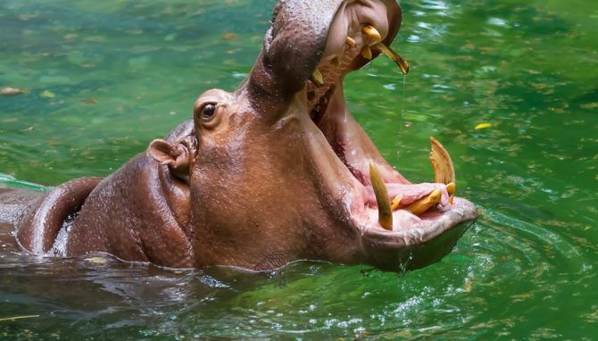 Dinas Margasatwa Kenya mengatakan, itu melacak kuda nil yang bersangkutan. Kuda nil, yang agresif, memiliki gigi tajam dan berat hingga 2.750 kilogram - Image