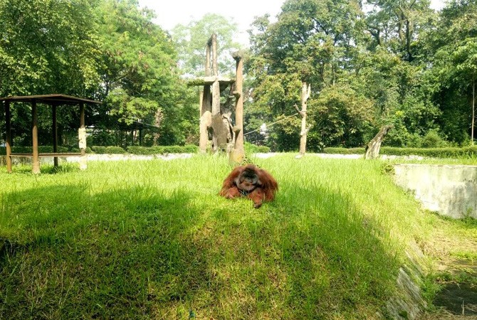 Orang utan bernama Ozon di Kebun Binatang Bandung - Image
