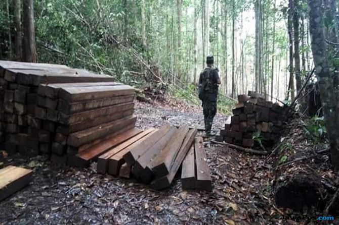 PEMBALAKAN LIAR: TNI AD dan TDM bersama-sama mengecek lokasi pembalakan liar yang dilakukan warga Malaysia, belum lama ini. - Image