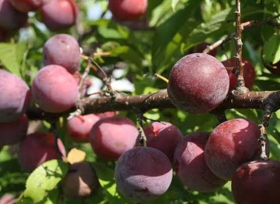 Buah plum diketahui sangat kaya akan nutrisi dan memiliki banyak manfaat bagi kesehatan tubuh manusia. - Image