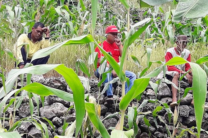 GAGAL PANEN: Warga Gunturharjo, Kecamatan Paranggupito, Wonogiri, menunggui ladang mereka agar tidak dijarah kera-kera liar. - Image