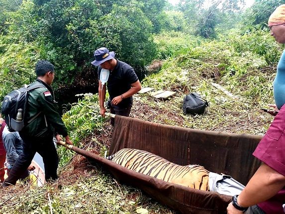 EVAKUASI: Inong Rio harimau sumatera yang terkena jerat dievakuasi oleh tim BBKSDA Riau dari Pelalawan, Riau, akhir pekan lalu. - Image