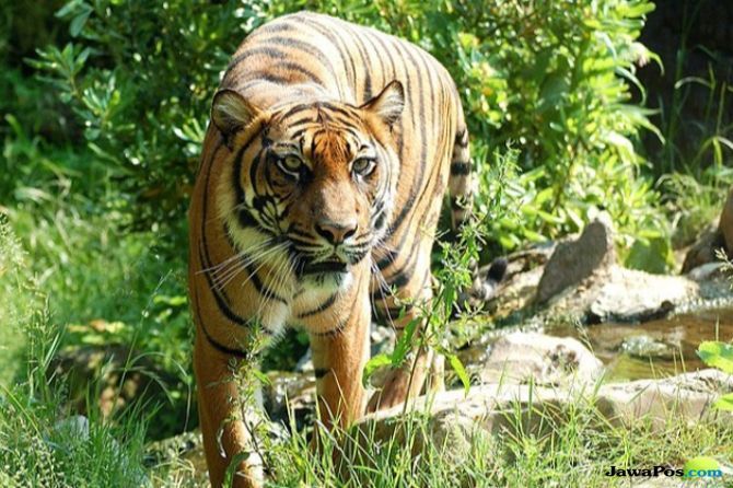 ILUSTRASI: Harimau Sumatera - Image