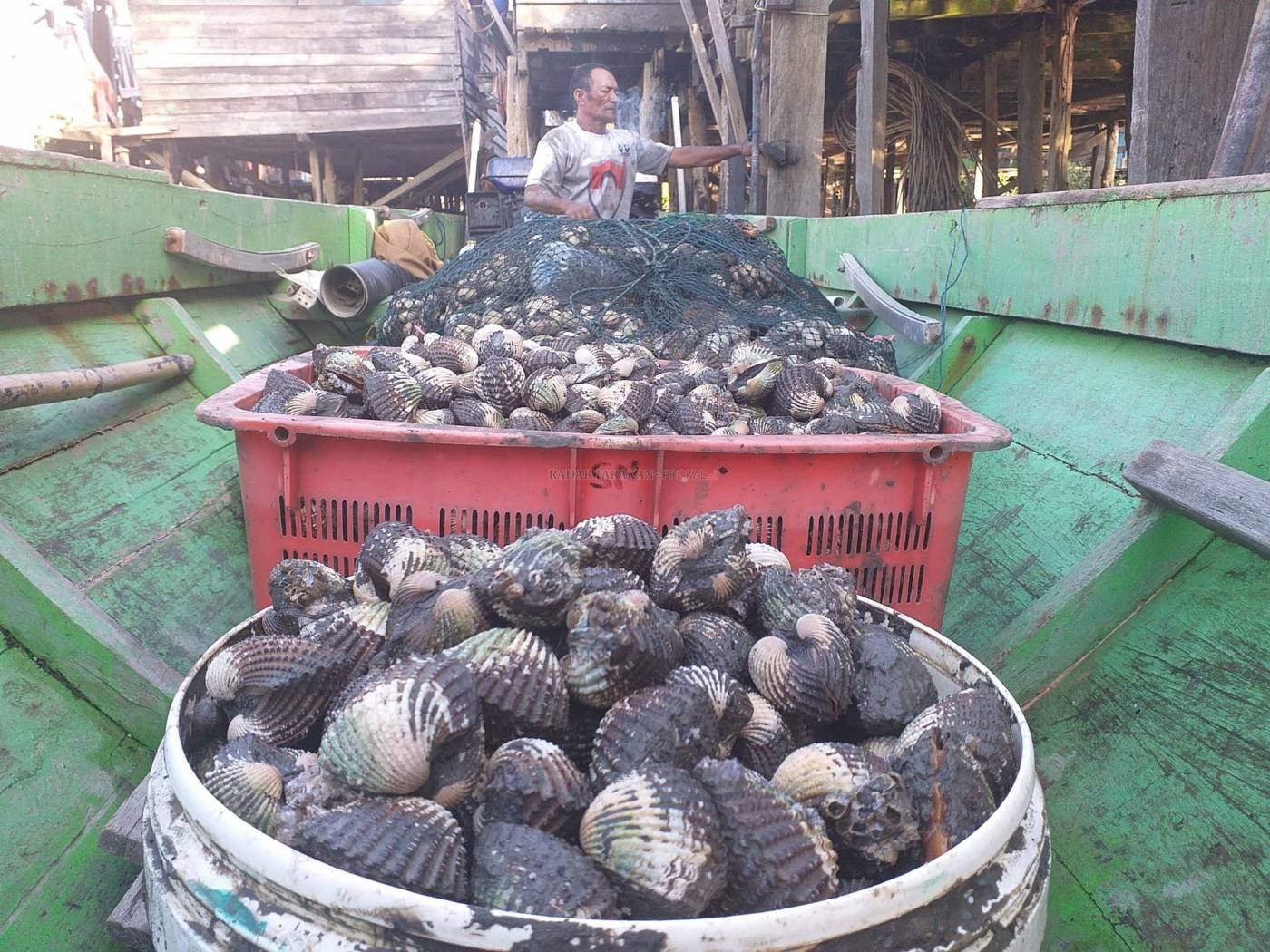 HASIL LAUT: Nelayan Kampung Antal yang mengumpulkan tudai, sejenis kerang laut dan penjualannya hingga ke Malaysia. - Image