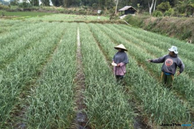 Ilustrasi petani bawang putih. Kementan meminta Ketua Asosiasi Hortikultura Nasional turun ke lapangan. - Image