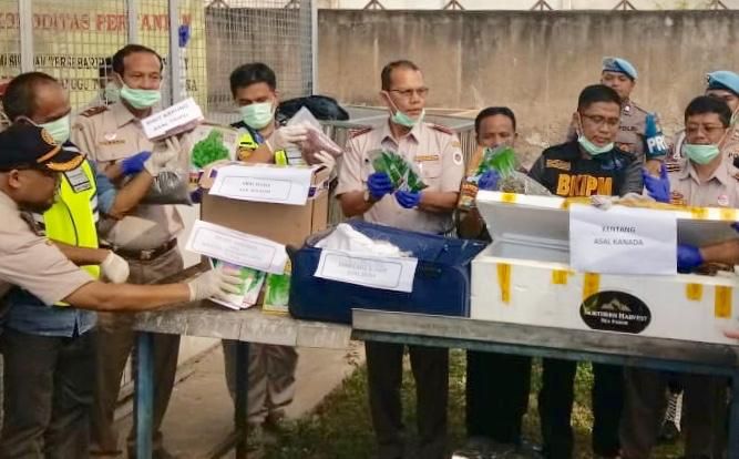 Kepala Badan Karantina Pertanian Kementan Ali Jamil saat menyita benih impor ilegal, kemarin. - Image