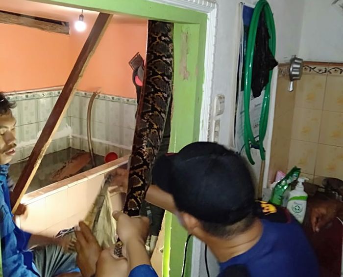 GEGERKAN WARGA: Petugas PMK Tarakan menurunkan ular piton dari plafon rumah Agustiansyah, Senin (25/3) malam - Image