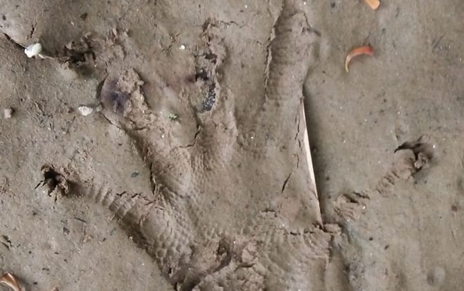 Jejak kaki Buaya Muara ditemukan di kawasan Sungai Masang, Kabupaten Agam. - Image