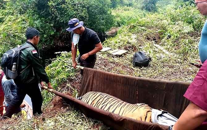Harimau Sumatera bernama Inung Rio saat dievakuasi Tim BBKSDA Riau dari hutan pedalaman Kabupaten Pelalawan, Riau, akhir pekan lalu. - Image