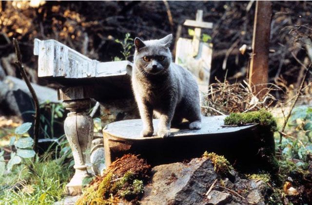 Pet Sematay diadaptasi dari novel yang ditulis oleh Stephen King. Film ini menceritakan hewan peliharaan yang mati dan hidup kembali. - Image