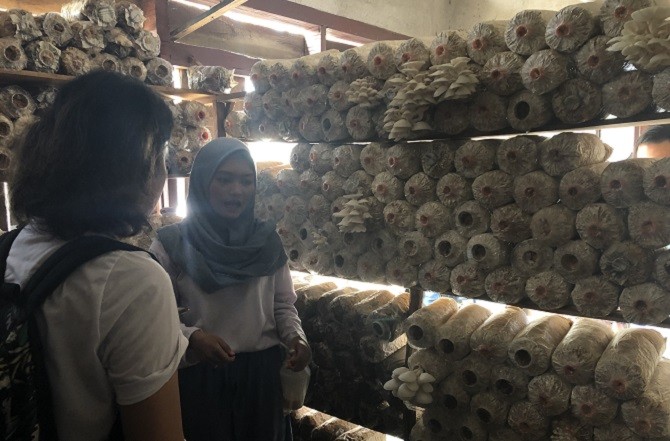 Baglog jamur milik salah satu nasabah Mekaar di Kecamatan Akabiluru, Limapuluh Kota, Sumatera Barat, Yuharmonis. (Virdita/Jawa Pos) - Image
