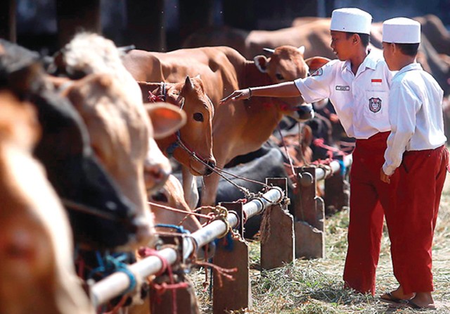 TERAWAT: Kondisi sapi-sapi di RPH Pegirian kemarin (17/7). Secara bertahap, RPH mulai menyiapkan kebutuhan sapi untuk kurban. (Ahmad Khusaini/Jawa Pos) - Image