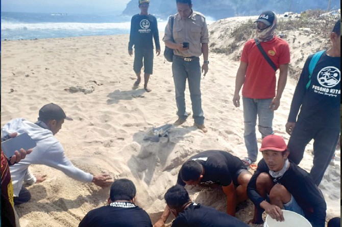 DILEPAS KE PANTAI: Tukik menuju habitatnya setelah ditangkar pokdarwis di Pantai Sanggar. (Tomi Purwoatmojo for Jawa Pos Radar Tulungagung) - Image