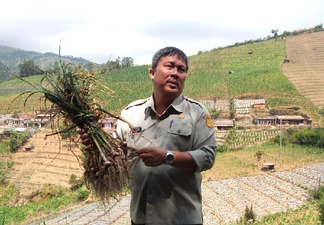 Direktur Jenderal Hortikultura, Prihasto Setyanto, mengingatkan petani, pelaku usaha dan petugas dinas pertanian di seluruh sentra produksi agar tetap waspada dan teliti sebelum menanam benih bawang putih. (Kementan for Jawa Pos.com) - Image
