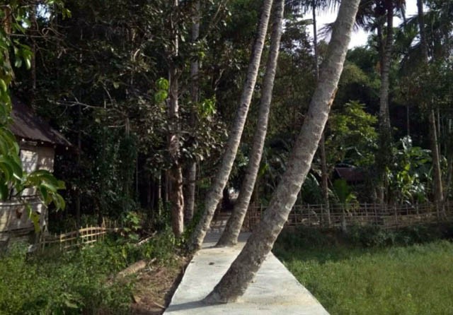 JALAN SETAPAK: Jalan setapak yang dibangun di atas pohon kelapa. / Jambi Ekspres Online/JPG - Image