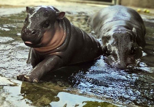 SEHAT : Bayi Pygmy Hippo yang lahir di Bali Safari saat bersama induknya (Istimewa) - Image