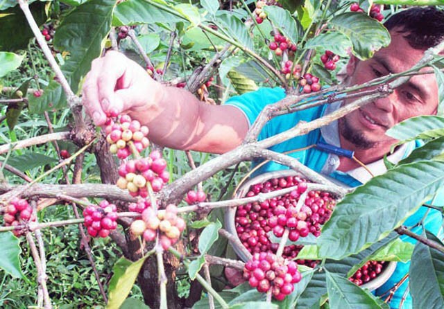 Ilustrasi petani tengah memanen uah kopi dari kebunnya. Teh kulit biji kopi yang selama ini limbah isa dimanfaatkan untuk obat herbal, diantaranya diklaim mampu mengatasi sembelit. (Dok.Radar Surabaya) - Image
