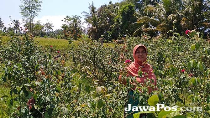 Mutoharoh, istri Imron, petani bunga mawar di Banyuwangi (Jawa Pos) - Image