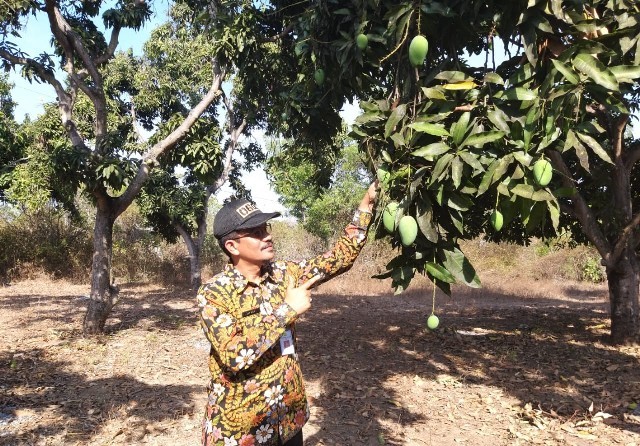 Dirjen Holtikultura Kementerian Pertanian mendorong penataan kawasan mangga di Lombok Utara dengan mengatur pola pola panennya agar harga bisa terjaga, terlebih saat panen raya. (Kementan for JawaPos.com) - Image