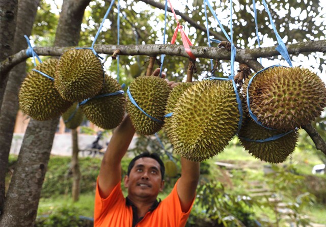 DITALI: Tak lama lagi, durian yang ditanam Bambang Subagyo di Kampoeng Wisata Durian Ngebel segera bisa dipanen. (Puguh Sujiatmiko/Jawa Pos) - Image