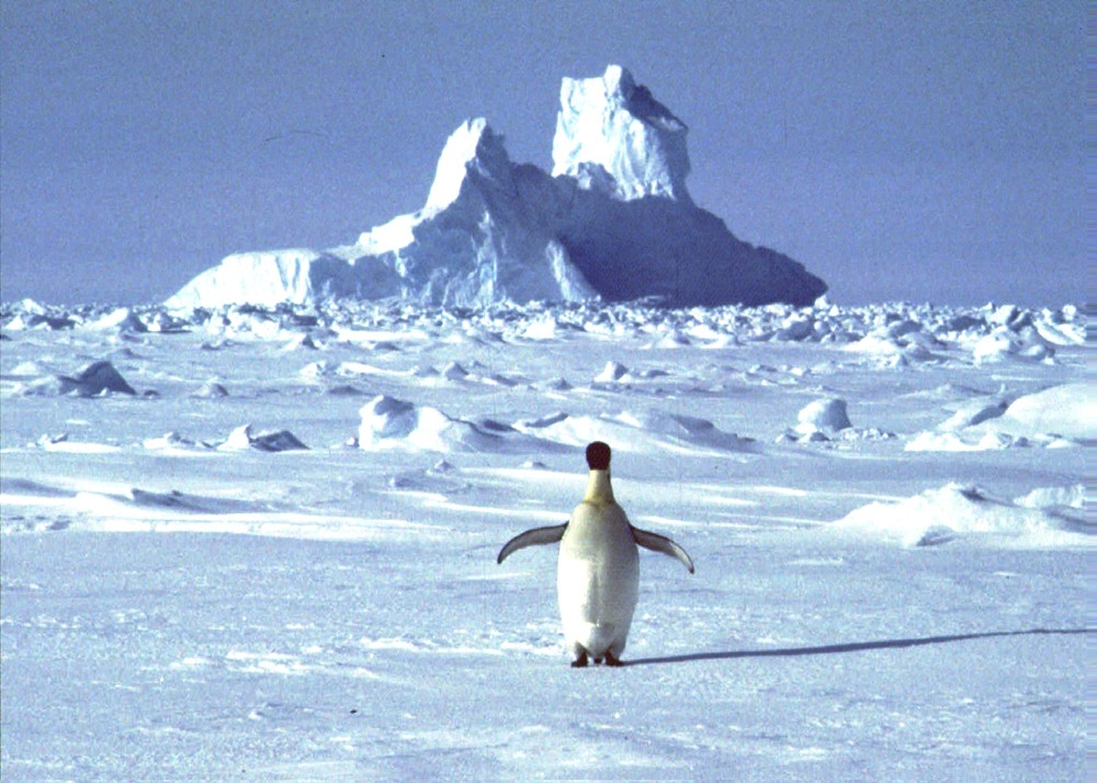 FILE - In this undated file photo, a lonely penguin appears in Antarctica during the southern hemisphere - Image