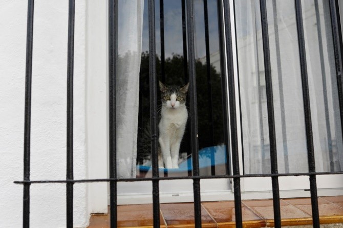 Kucing Negrito dikarantina karena positif Covid-19. (Reutes/Jon Nazca) - Image