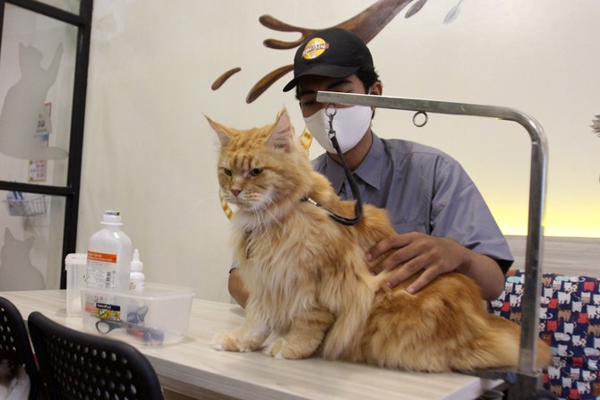 Petugas merawat kucing koleksi di salah satu rumah penitipan hewan, Jakarta, Sabtu (6/6/2020). Studi baru yang dilakukan American Veterinary Medical Association menemukan fakta bahwa kucing dapat menularkan COVID-19 meskipun tanpa gejala. Karenanya keber - Image