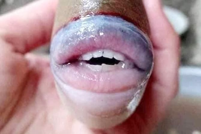 Foto-foto: Ilustrasi: Viral ikan dengan bibir dan gigi mirip manusia. (CEN/@raff_nasir).