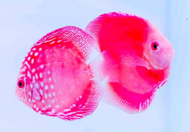 MENCOLOK: Ikan discus jenis Pigeon Checkerboard (kiri) dan Red Melon berwarna terang. (Guslan Gumilang/Jawa Pos) - Image