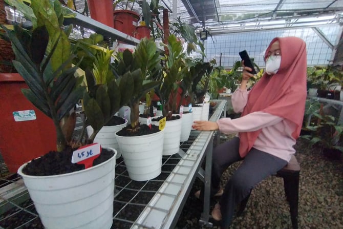 Karyawan mengupload foto tanaman hias untuk dipasarkan secara online di Titik Hijau, Bojongsari, Depok, Senin (26/10/2020). (Dery Ridwansah/ JawaPos.com) - Image