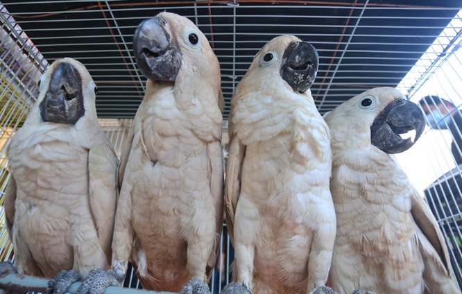 Kaka Tua Jambul Kuning salah satu satwa yang diamankan Polres Pelabuhan tanjung Perak saat menggagalkan penyelundupan satwa burung yang beberapa diataranya merupakan satwa dilindungi seperti Burung Kakak Tua Jambul Kuning, Burung Nuri Hijau dan Merah, dan - Image