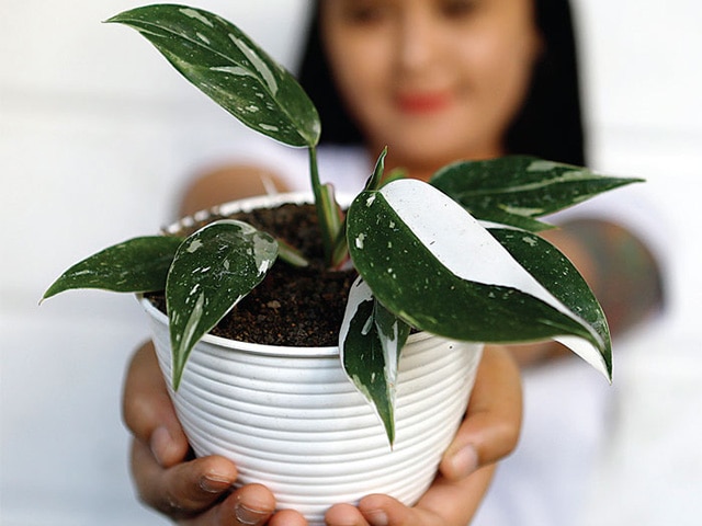 EKSOTIS: Philodendron white princes variegata dengan corak tegas berwarna putih pada medium daun. (PUGUH SUJIATMIKO/JAWA POS) - Image