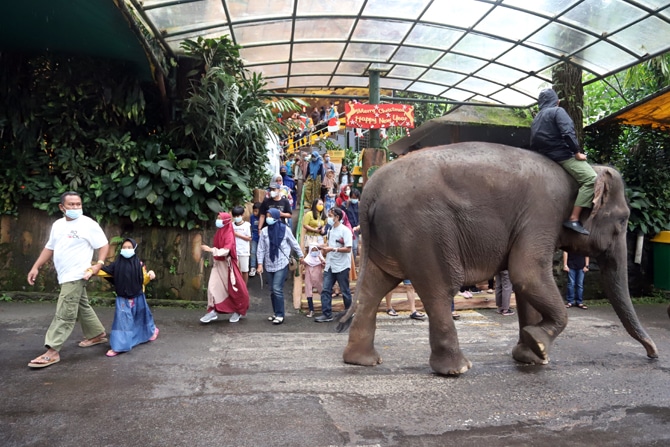 Wisatawan di Taman Safari Indonesia (TSI), Cisarua, Kabupaten Bogor, Jawa Barat, Jumat (25/12/2020). Jumlah kunjungan wisatawan TSI Bogor mengalami penurunan sebesar 40 persen pada hari libur Natal tahun ini akibat pemberlakuan surat keterangan hasil tes - Image