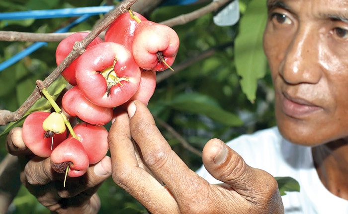 TUMBUH SEHAT: Didiek Sunaryudi menunjukkan hasil tabulampot jambu deli hijau di lahan belakang rumahnya, kawasan Medokan Ayu. Dia melakukan riset hampir lima tahun. (ROBERTUS RISKY/JAWA POS) - Image