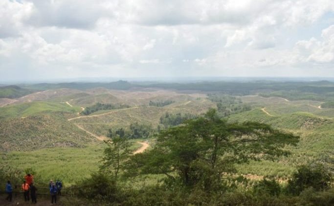 Lokasi Ibu Kota Negara Indonesia yang baru di wilayah Kecamatan Sepaku, Kabupaten Penajam Paser Utara. Novi Abdi/Antara - Image
