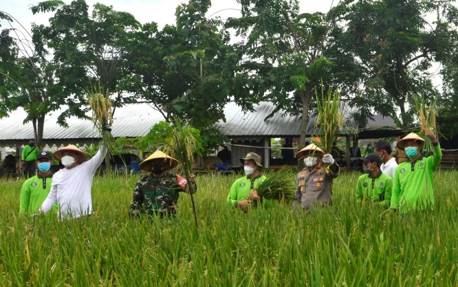 Eri Cahyadi didampingi Forkopimda melakukan panen padi di Kelurahan Pakal Surabaya. Humas Pemkot Surabaya - Image